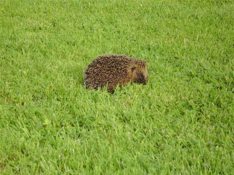 One of my many photo's, Sonic the Hedgehog